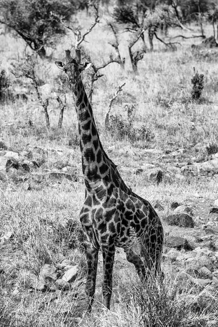 Black and white photograph of a giraffe standing in the Masai Mara with a direct gaze.