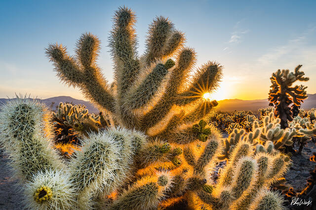 Backlit cholla cactus glowing at sunset in Joshua Tree National Park California.