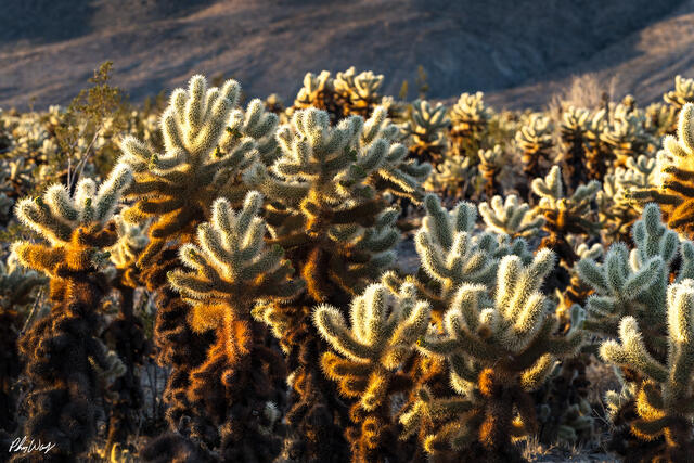 Cholla cactus glowing in warm desert light in Joshua Tree National Park California.