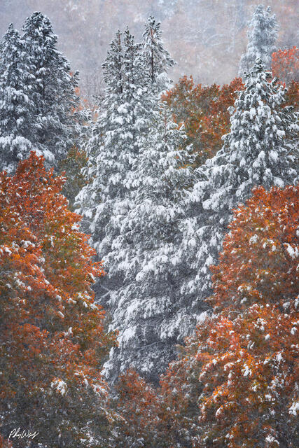 Snow covered evergreen trees surrounded by colorful fall aspens in Lee Vining, Eastern Sierra Nevada, California.