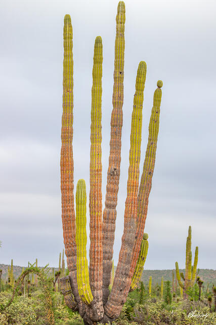 Tall colorful columnar cactus growing in desert landscape in Ensenada Mexico.