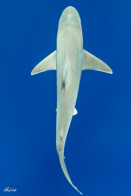 Top down underwater photograph of a sandbar shark swimming through deep blue water off the North Shore of Oahu, Hawaii.