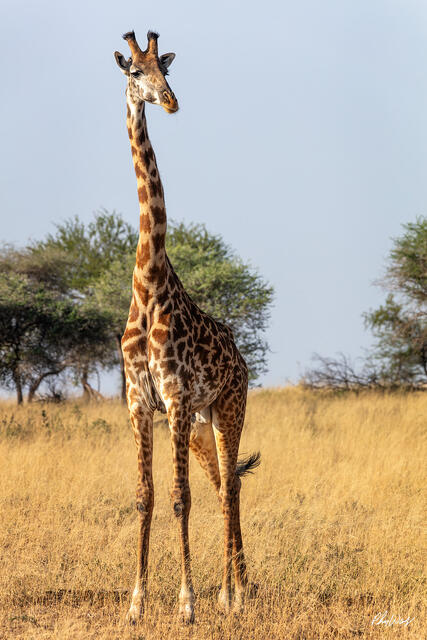 Giraffe standing tall in golden savanna grass in Maasai Mara National Reserve Kenya