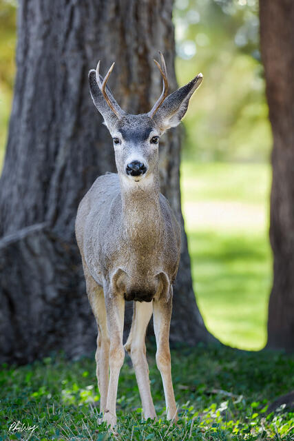 Young deer standing and staring directly at the camera in Sequoia National Park, California.