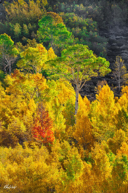 Colorful autumn forest with aspens and layered foliage in Lee Vining, Eastern Sierra Nevada, California.
