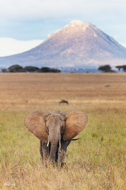 Elephant standing in golden grass with Mount Kilimanjaro in the background in Serengeti National Park Tanzania