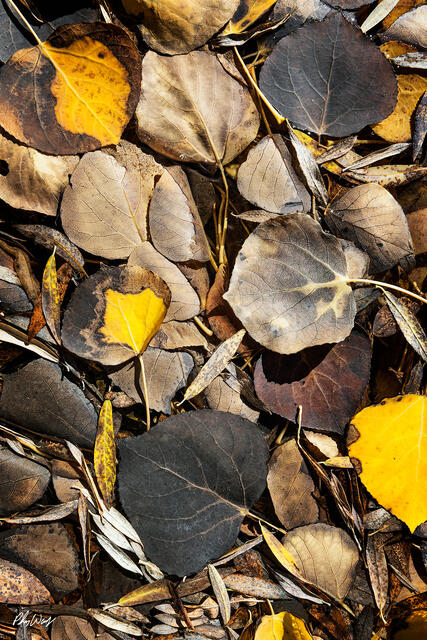 Overlapping fallen aspen leaves in shades of yellow, brown, and gray covering the forest floor in Bishop Creek Canyon, California.