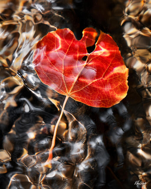 Red autumn leaf floating over dark rippling water in Lee Vining, Eastern Sierra Nevada, California.