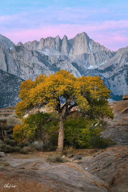 Autumn tree glowing at sunrise beneath Mount Whitney in the Eastern Sierra, California.