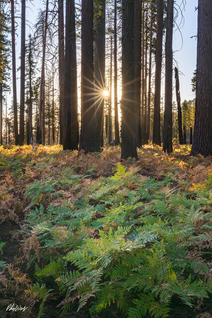 Sun flare shining through tall forest trees over green ferns in Sequoia National Park, California.
