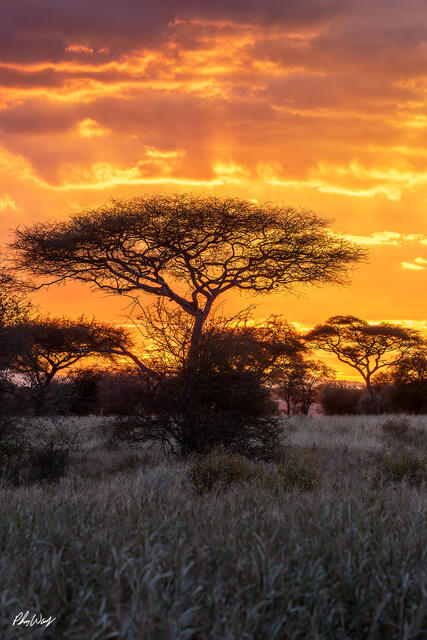 African savanna landscape with acacia trees silhouetted against a dramatic golden sunset in Maasai Mara Kenya.