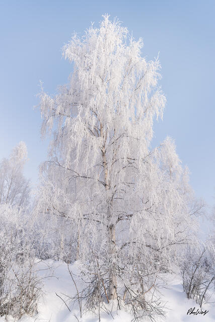 Frost covered tree standing in a snowy winter landscape beneath a clear blue sky in Fairbanks Alaska.