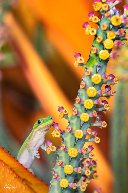 Green gecko leaning against a flowering plant with yellow and purple blossoms in Kona Hawaii.
