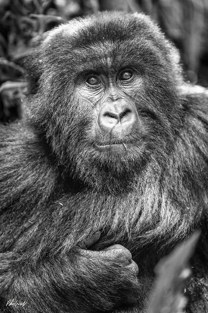 Close portrait of a mountain gorilla resting with folded arms and detailed facial features in black and white.