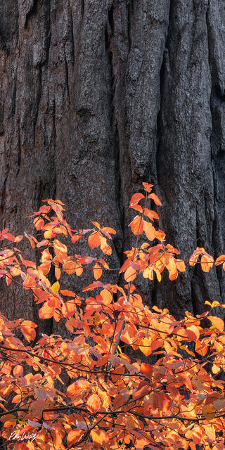 Autumn leaves glowing against the textured bark of a redwood tree in Sequoia National Park, California.