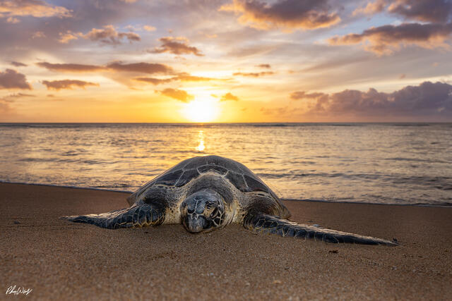 A green sea turtle rests on sandy beach at sunset near Haleiwa on the North Shore of Oahu, Hawaii, with calm ocean water and golden light on the horizon.