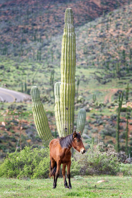 Horse standing in front of tall cactus in the desert landscape near Ensenada Mexico.