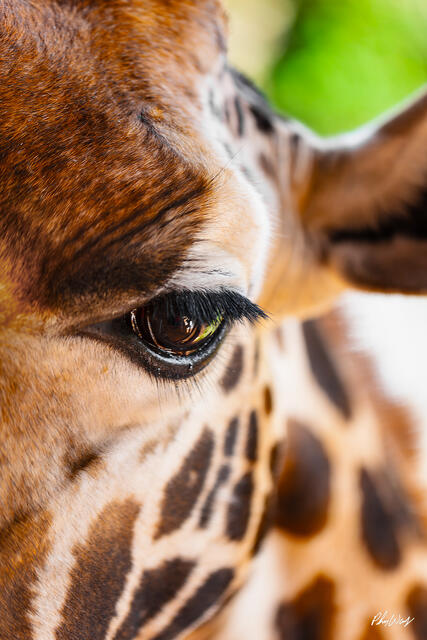 Close up of a giraffe eye in Maasai Mara National Reserve Kenya