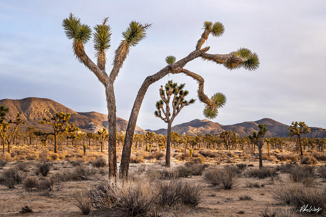 Joshua trees spread across a desert valley with mountains in the background at Joshua Tree National Park.