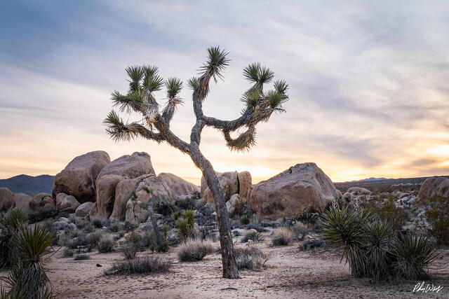 Leaning Joshua tree with granite boulders at sunset in Joshua Tree National Park California.