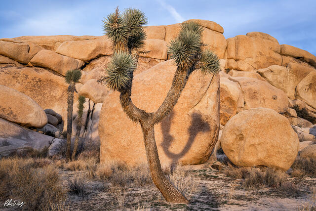 Joshua tree casting a shadow on granite boulders in Joshua Tree National Park California.