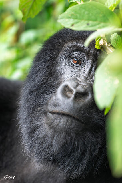 Mountain gorilla resting among green foliage in Volcanoes National Park Rwanda