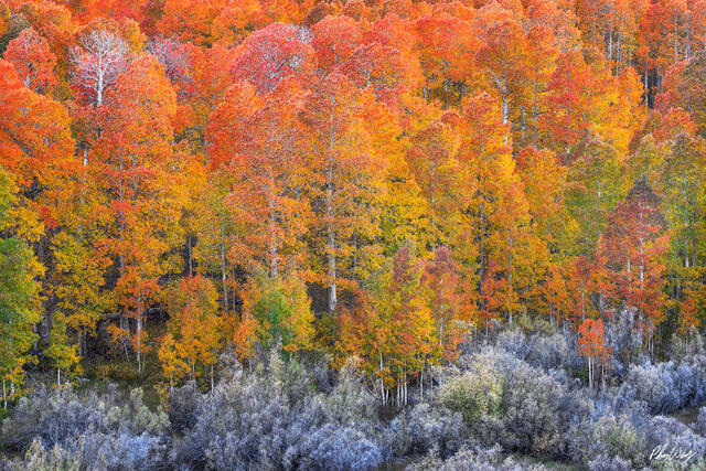 Colorful aspen forest with red, orange, and yellow fall foliage in Lee Vining, Eastern Sierra Nevada, California.