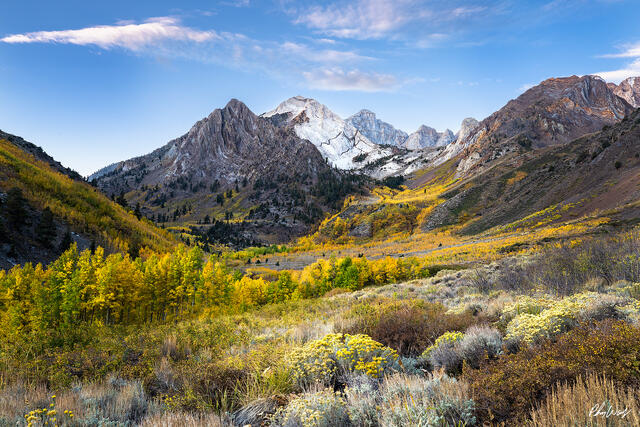 Autumn mountain valley with golden aspen trees and rugged peaks in Mono County, California.