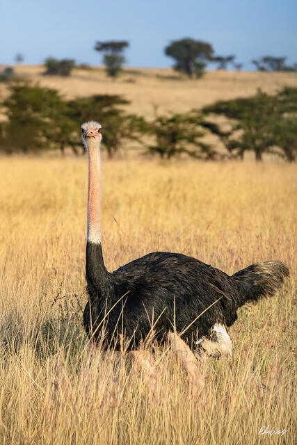 Ostrich standing in tall grass with long neck raised in Serengeti National Park Tanzania