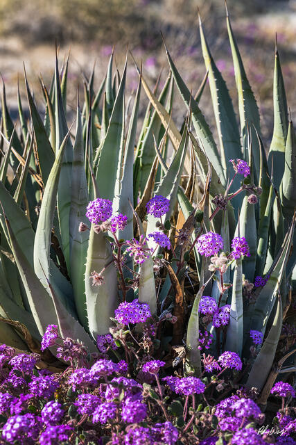 Purple wildflowers blooming among agave plants in Anza Borrego desert California.