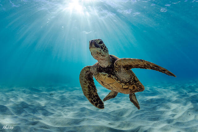 Green sea turtle swimming underwater with sun rays shining through clear blue water above white sand in Kona, Big Island, Hawaii.