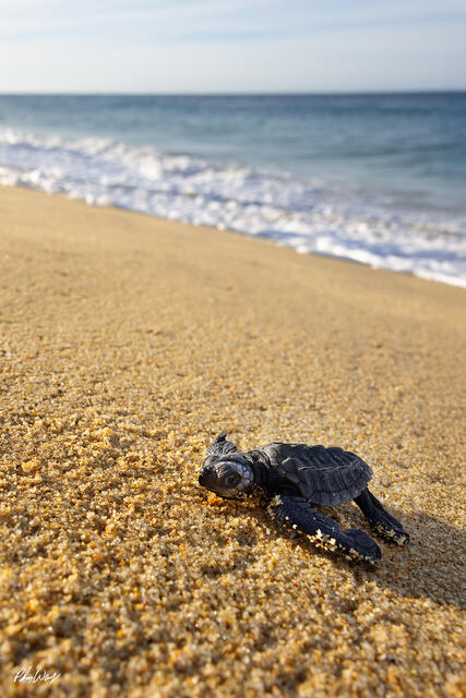 Baby sea turtle crawling across sandy beach toward the ocean in Cabo San Lucas Mexico.