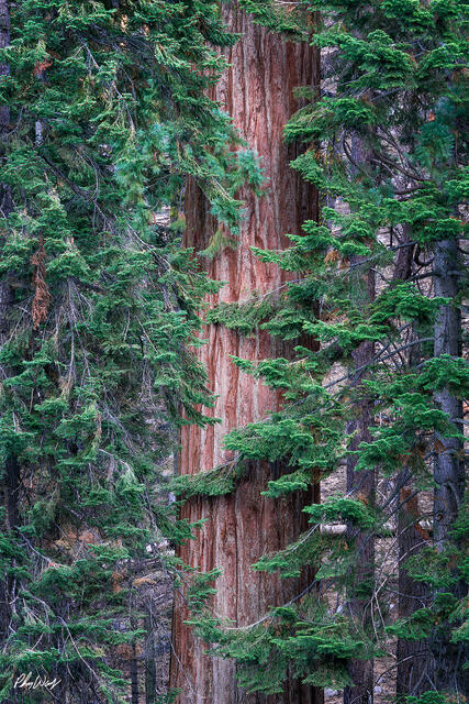 Close view of a giant sequoia trunk surrounded by evergreen branches in Sequoia National Park, California.