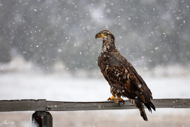 Golden eagle perched on a wooden railing during falling snow in Yosemite Valley, California.