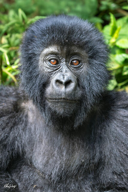 Close up portrait of a baby mountain gorilla with expressive eyes in Volcanoes National Park Rwanda