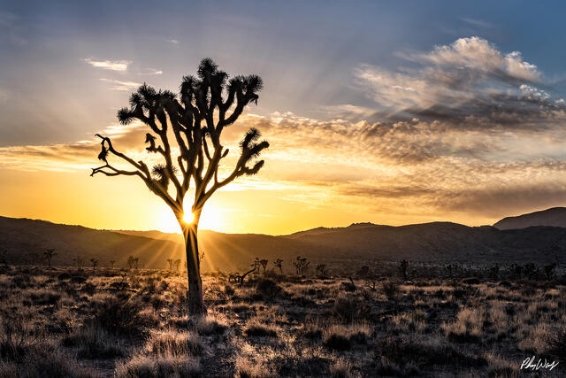Silhouetted Joshua tree with sun flare at sunrise in Joshua Tree National Park California.