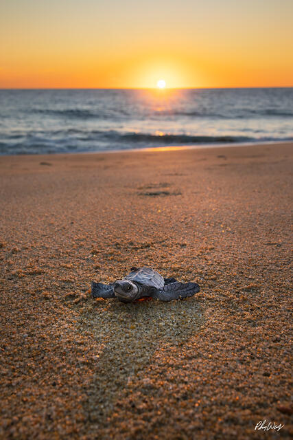 Baby sea turtle resting on sandy beach at sunset in Cabo San Lucas Mexico.