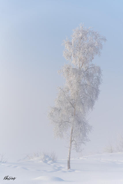 A single frost covered tree standing alone in a snowy winter landscape in Fairbanks Alaska.