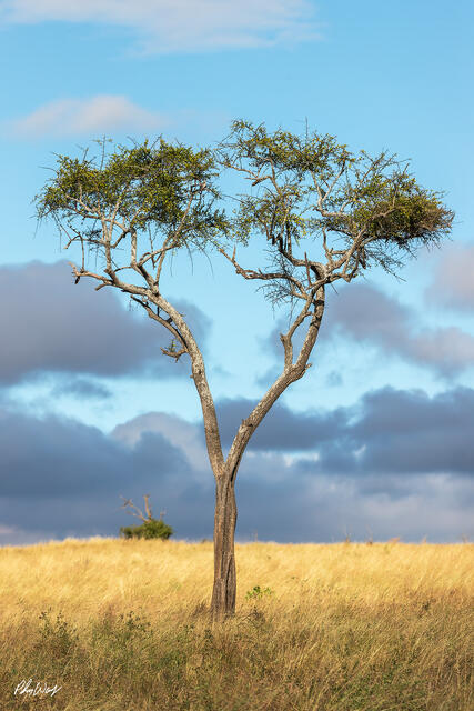 Solitary acacia tree with heart shaped trunk standing in golden grassland under blue sky in Serengeti National Park Tanzania