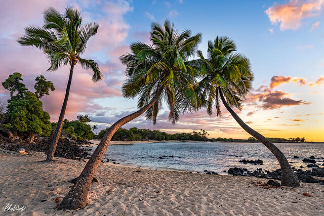 Palm trees leaning over a sandy beach beside calm ocean water at sunset