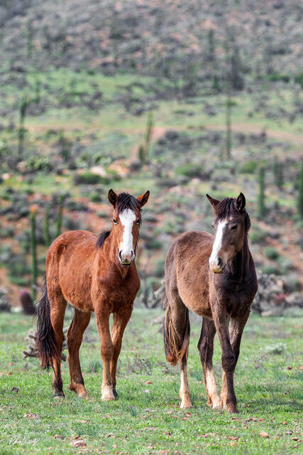 Two wild horses standing in a green desert landscape in Ensenada Mexico.