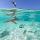 Crystal Clear