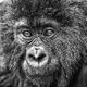 I See You Gorilla