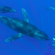 Humpback Whales and Dolphin Pod Party