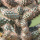 Cactus Time