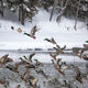 Flying Mallards