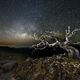 Mauna Kea Tree Stars