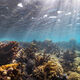 Reef Swim Tahiti