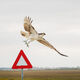 Osprey Takeoff
