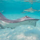 Sharks and Rays in Tahiti